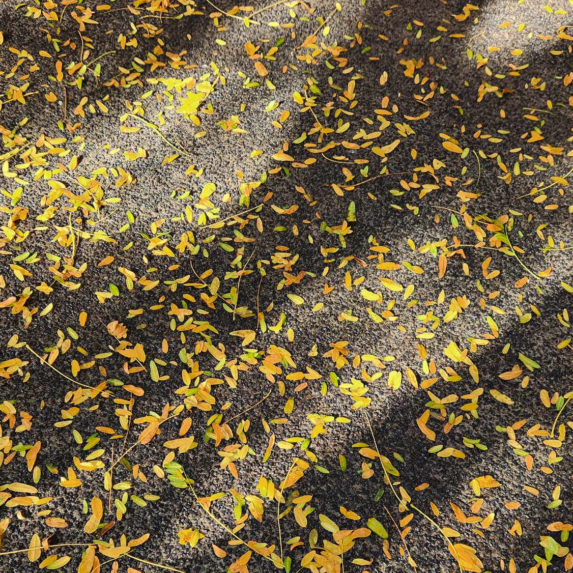 Foliage Cluster (Autumn) Pendant with Fresh Water Pearl
