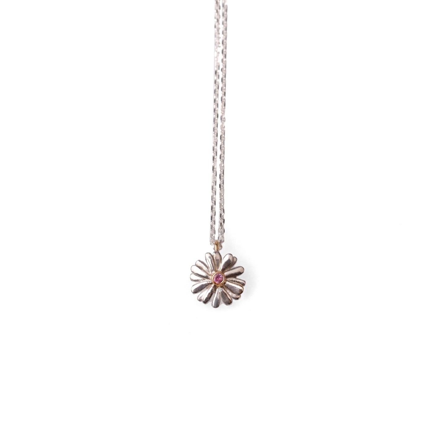 Native Highland Snow Daisy Collection