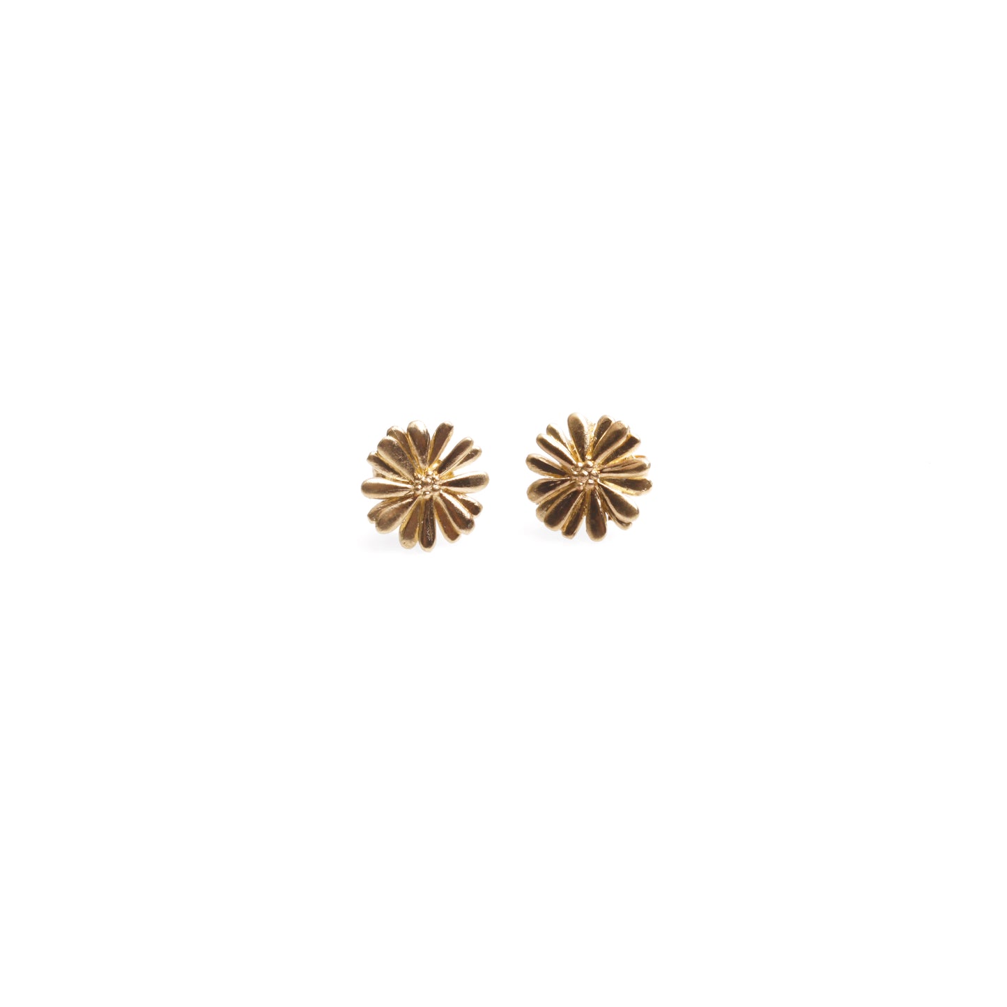 Native Highland Snow Daisy Collection