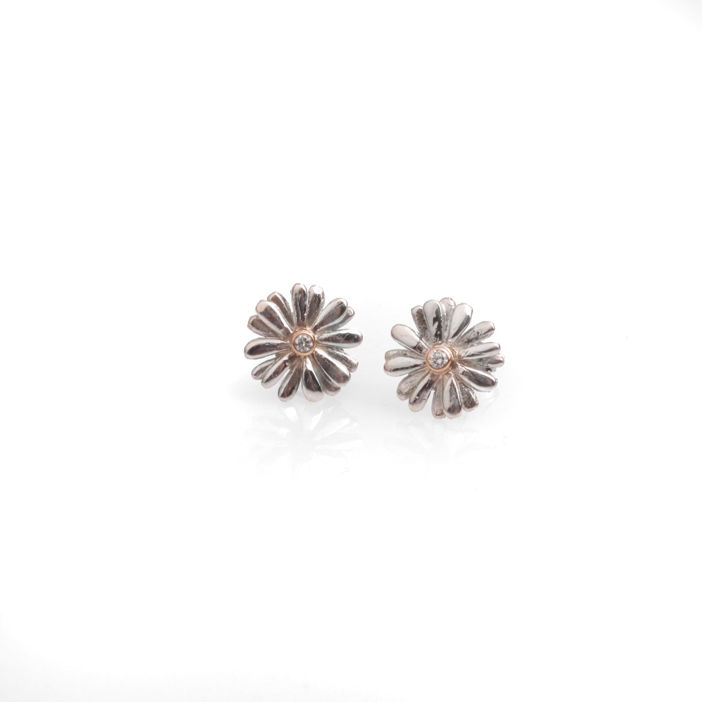 Native Highland Snow Daisy Collection