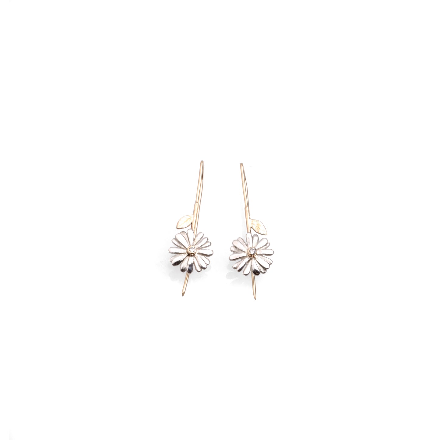 Native Highland Snow Daisy Collection