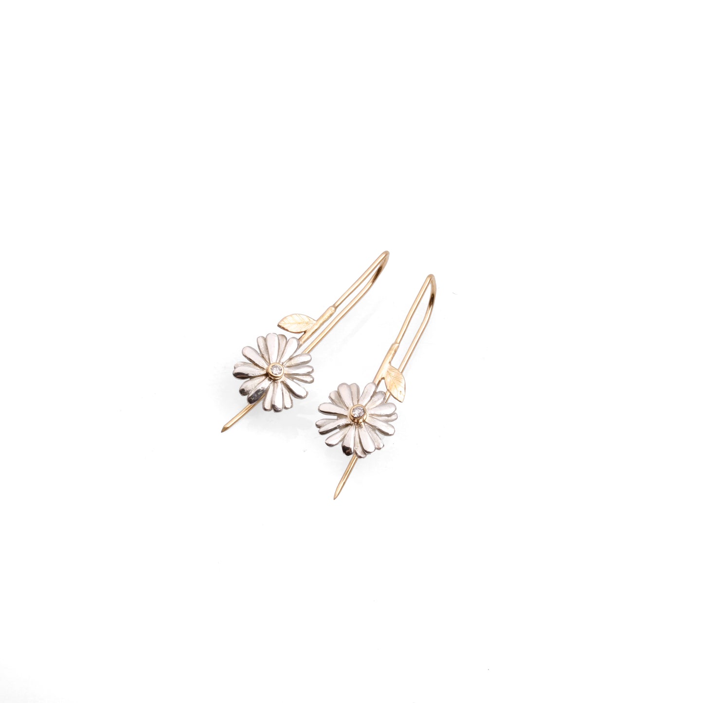 Native Highland Snow Daisy Collection
