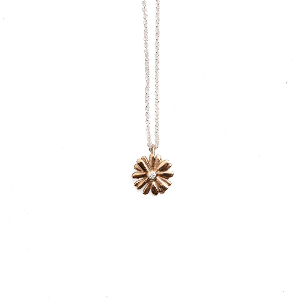 Native Highland Snow Daisy Collection