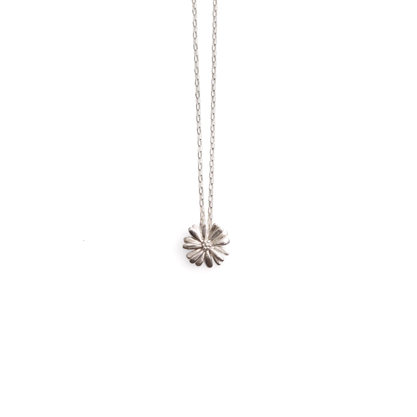 Native Highland Snow Daisy Collection