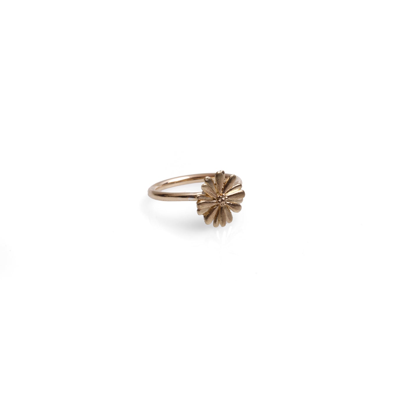 Native Highland Snow Daisy Collection