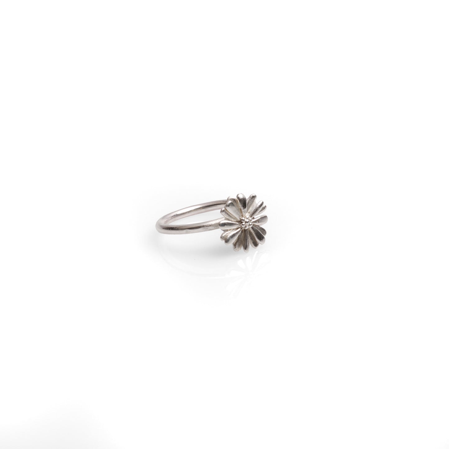 Native Highland Snow Daisy Collection