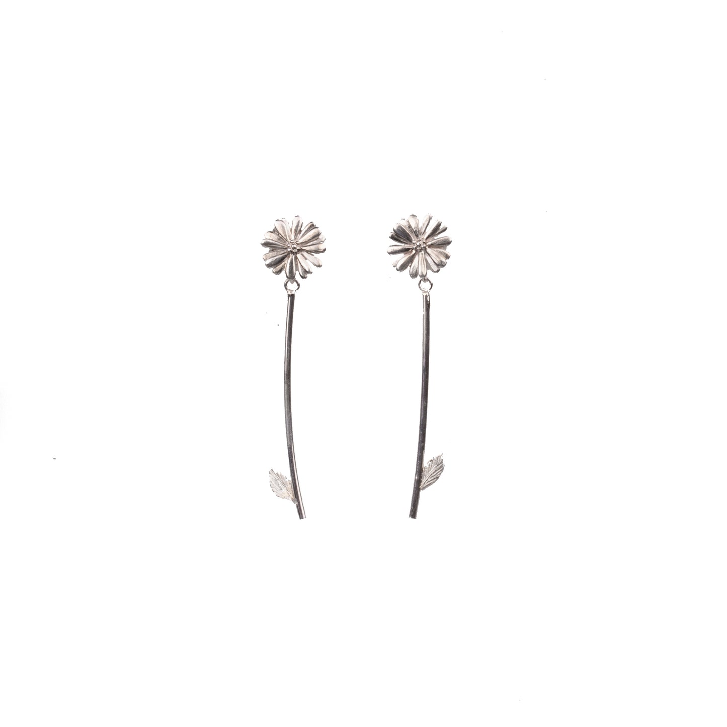 Native Highland Snow Daisy Collection